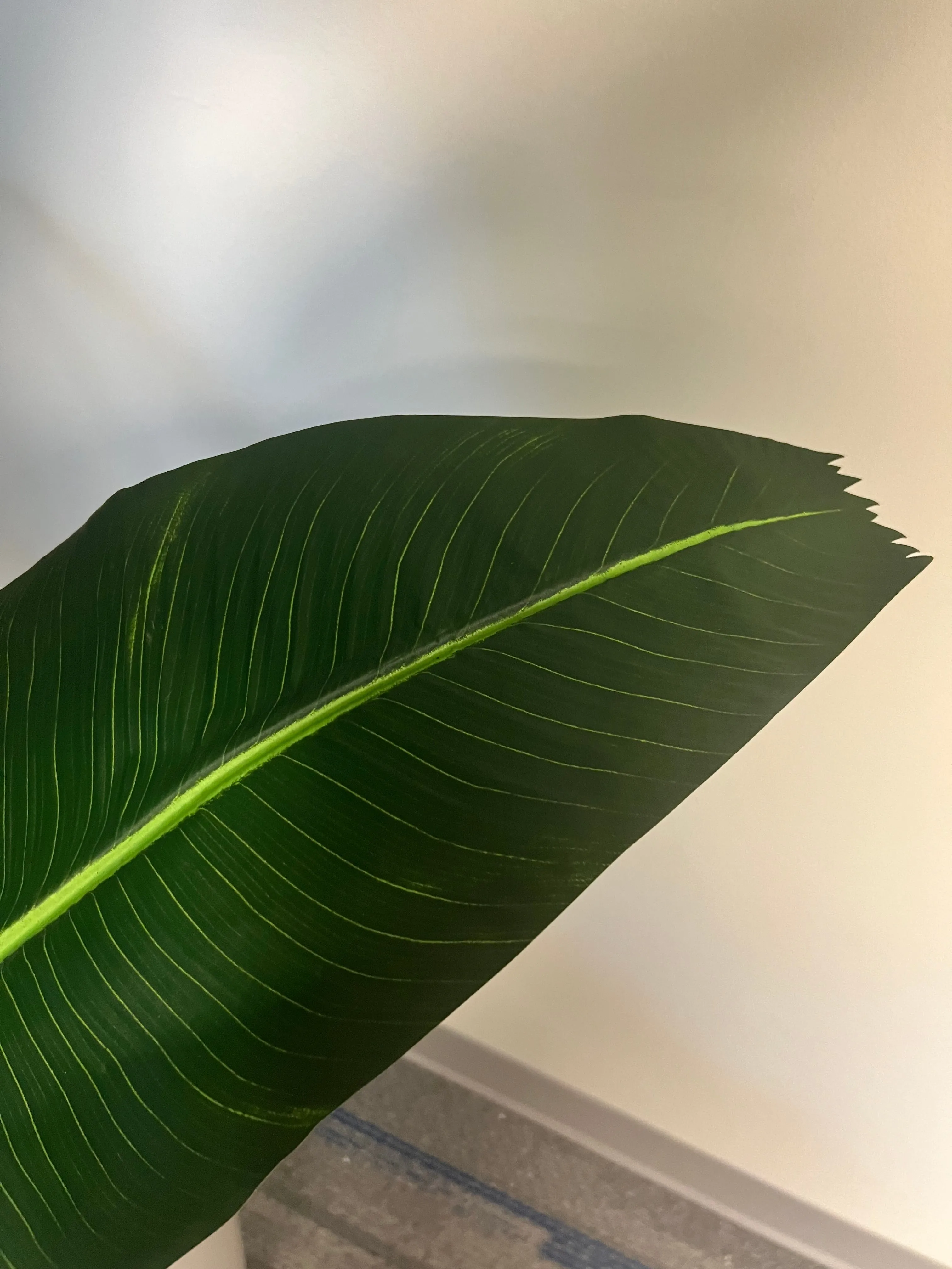 Artificial Bird of Paradise - 10ft