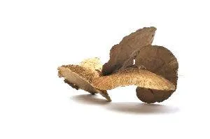 Italian Natural Mushroom Bouquet