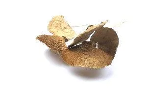 Italian Natural Mushroom Bouquet
