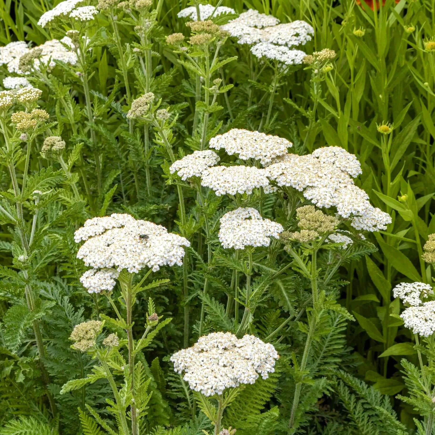 White Yarrow